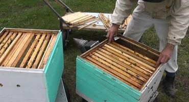 Jak organizovat úly metodou cebro, pravidla včelaření a tipy